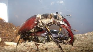 Lucanus cervus cervus  Stag Beetle  Hirschkäfer [upl. by Oilalue194]