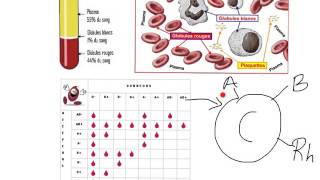 Le sang et les groupes sanguins [upl. by Akirehc370]