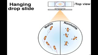 Bacterial Motility  Hanging Drop Method [upl. by Alemac]