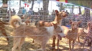 Vídeo Feria de la caza del conejo Vilanova dAlcolea  Castellón 2017 [upl. by Olaf]