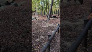 Damwild im Naturpark Fallow deer in the nature park [upl. by Joan103]