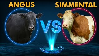 Angus vs Simmental [upl. by Bunting335]