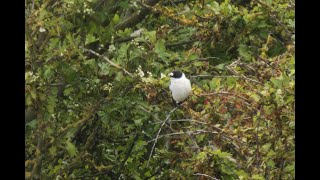 Collared Flycatcher Kilnsea East Yorkshire 4524 [upl. by Sanfred]