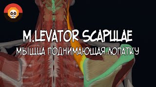 Мышца поднимающая лопатку m levator scapulae 3D Анатомия [upl. by Hennie]