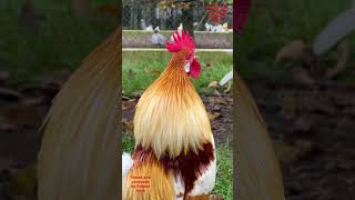 Top 10 Most beautiful roosters of fancy chicken breeds backyardchickens chickens fancychickens [upl. by Aikcin]