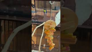 PetSmart BudgiesParakeets birds budgiesparakeet birdsinging budgies parakeetsinging parrots [upl. by Ainatit]