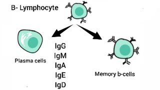 Immunoglobulins  B Lymphocytes [upl. by Joselyn]