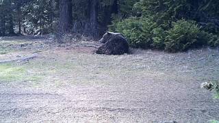 Grizzly bear caught on motiontriggered video camera Colville National Forest [upl. by Hersh]