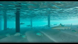 Snorkeling with Dozens of Sharks in Maldives  SCARY [upl. by Shakespeare635]