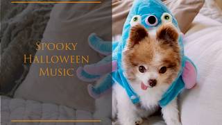 Spooky Halloween Music with Cute Pomeranian Dogs in Background 🎃🍁 Relaxing Ambience🧛👻 Fall Vibes 4k [upl. by Japheth]