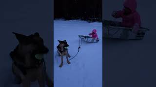 Dog sledding time of the year [upl. by Agueda]