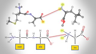 Peptide Bond Formation  Animation [upl. by Eelasor]