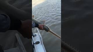 Sawfish Daly River fishing fish fishingboat fishingvideo lure lurefishing hookedonlife [upl. by Gerrard]