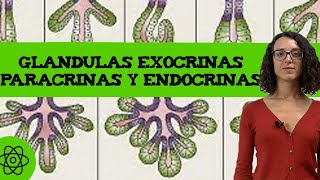 Diferencia entre glandulas exocrinas paracrinas y endocrinas 🧪 [upl. by Anatol]