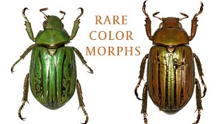 Rare insect color morphs [upl. by Klepac770]