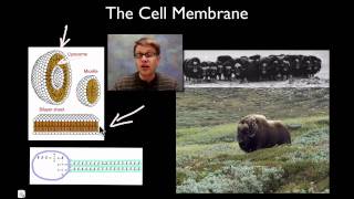 The Cell Membrane [upl. by Suoiluj]