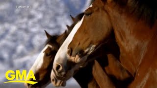 Budweiser brings back Clydesdales in 2024 Super Bowl ad [upl. by Cressy]