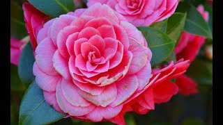 How to grow Camellia plant in pot [upl. by Ennayar]