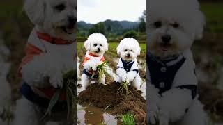 dog babys 😂😂pets cutedog funny [upl. by Atsirc]