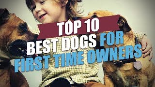 Top 10 Best Dogs for First Time Owners [upl. by Anelaf]