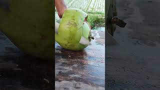 asmr slicing the coco eps 15 asmr coconut satisfying [upl. by Bensen]