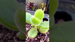 Cotyledon Tomentosa Bear Paws plants succulent garden succulant succulentsplanterspot [upl. by Namwen]