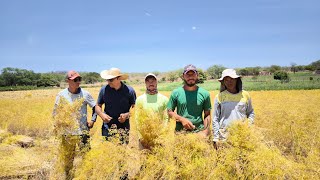 AGRICULTORES TRABALHANDO NA COLHEITA DE ENDRO NO SÍTIO OITICICA DE VERDEJANTE SERTÃO DE PERNAMBUCO [upl. by Norok]