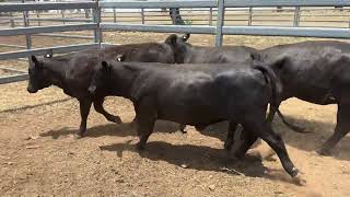 Angus x Yearling Heifers IMG 0620 [upl. by Ettenawtna]