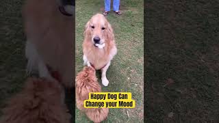 Happiest Dog Meeting after long time ytshorts dog doglover [upl. by Mccormac]