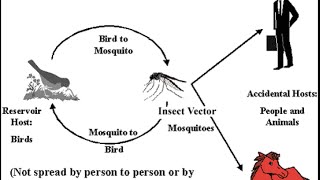 Medical Index  Update on Aseptic Meningitis [upl. by Pinkerton954]