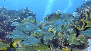 Scuba Diving Cancun MUSA Underwater Museum amp Manchones Reef [upl. by Ilene689]