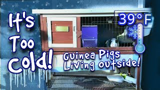 Guinea Pigs Rescued From Outdoor Hutch in Winter [upl. by Eytak918]