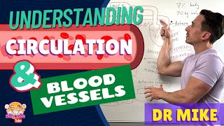 Understanding Circulation and Blood Vessels [upl. by Ligriv]