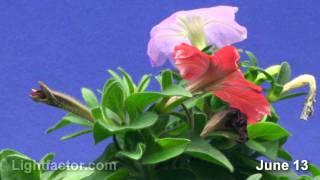 Petunia Flower Time Lapse [upl. by Eelarat464]