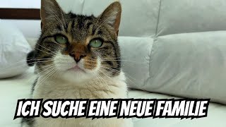 Das glaube ich einfach nicht was dieser Kater sich zutraut 😫 [upl. by Foulk]