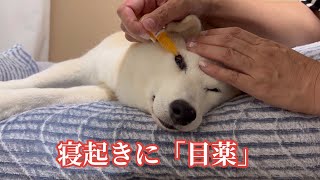 目薬を嫌がるシニア犬！ 一番いいタイミングはこれだ！ [upl. by Norej]