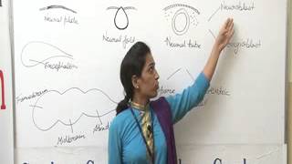 Morphogenesis of brain Lecture BSc Zoology by Priya Rathore [upl. by Sutniuq157]