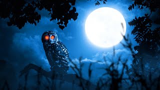 Owl sounds with 10 hours of various owls hooting at night [upl. by Wooldridge833]