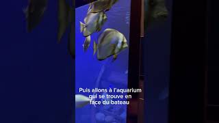 Jour 9  go à l’aquarium de Saint Paul mais avant allons chercher les dauphins en plein océan 🇷🇪 [upl. by Kere176]