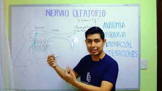 NERVIO OLFATORIO O 1er PAR CRANEAL Centros olfatorios Anatomía aplicada a la Semiología [upl. by Noteek]