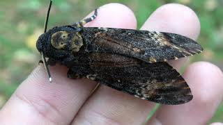 SQUEAKY Deathshead Hawkmoths Acherontia atropos SOUND [upl. by Atnoid]