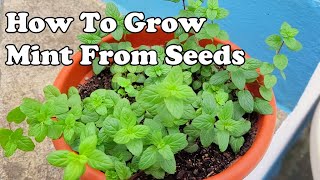 How to Grow Mint From Seeds  THE SIMPLE EXPLANATION [upl. by Ihcehcu490]