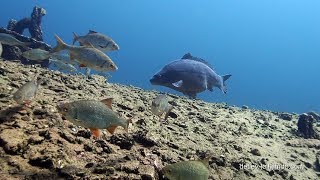 Karpfen Cyprinus carpio im Steinbruch Carp in a quarry [upl. by Etnaled]