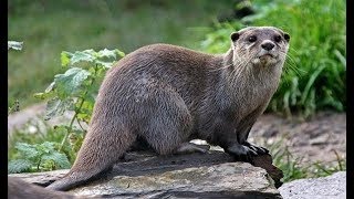 Lontra na natureza comendo peixe no rio [upl. by Serene437]