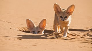 Worlds Smallest Wild Dog  Dogs in the Wild Meet The Family  BBC Earth [upl. by Jentoft320]