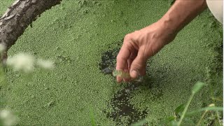 Understanding Cyanobacteria and Cyanotoxins [upl. by Anirtak]