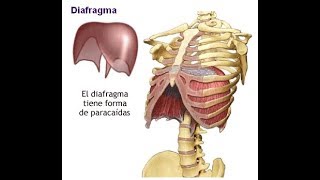 Técnica para manipular el diafragma [upl. by Ahsinauj603]