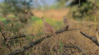 teetar ki awaaz teetar ki voice viralvideo trinding trindingvideo birdsounds birdspecies [upl. by Kreis]