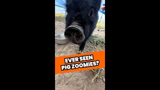 Ever Seen A Pig Get Zoomies 🐷  PAWSOME PETS [upl. by Menides399]