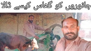 janwaron ko ghas kese dala  villagevlog  villageview  villagelifestyle  irfanridvlog [upl. by Neruat768]